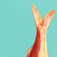 Auf der Suche nach dem heiligen Gral – oder: Du armes, reiches Schwein