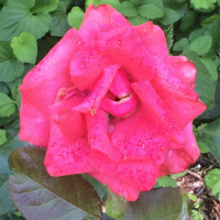 The Gospel Is Not Of This World - 1 Cor 15:3 - Br. Colm Doyle - 4 Sept 2016