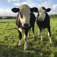 Farm, Animals, Country life in Pahiatua, New Zealand