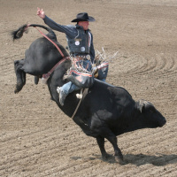 Parklee Bucking Bulls Update 4