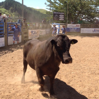 First Time Bull Riders Experience at Parklee Bucking Bulls