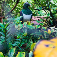 Pukaha Mount Bruce Wildlife Center