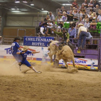 Shane Bird: Parklee Bucking Bulls Update Week 2