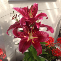 Tuesday Coffee Chat on ICR