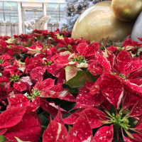 Christmas, Car Crashes, and Cattle