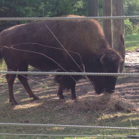 Around the World: National Zoo in Wash, DC