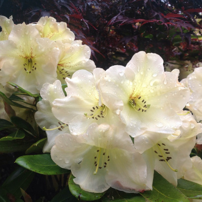 International Connection Radios Tracks