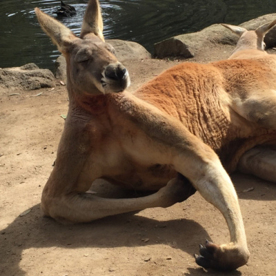 International Connection Radios Tracks