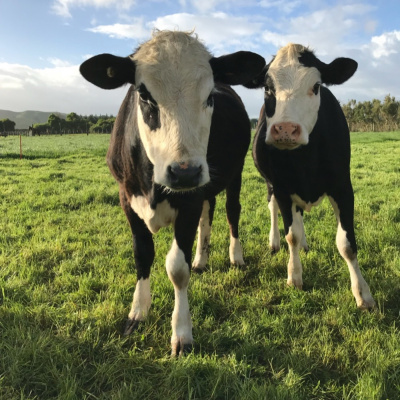 International Connection Radios Tracks