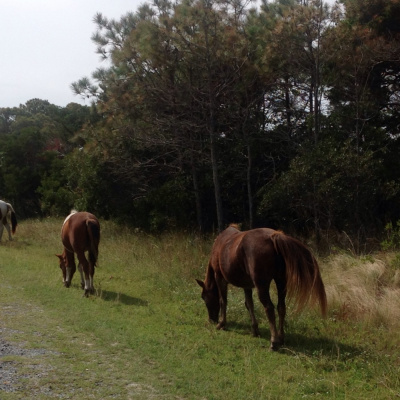 International Connection Radios Tracks