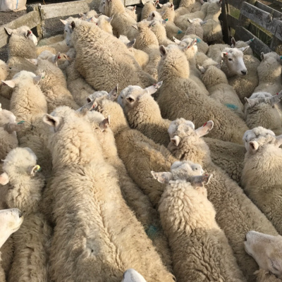 International Connection Radios Tracks