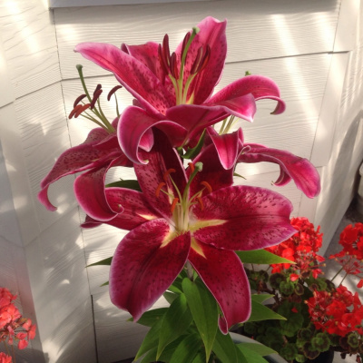 International Connection Radios Tracks