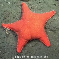 La estrella culona, ¿es un furro?