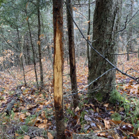 EP. 268: Year In Review - A Quiet Killer | Eddie Claypool | Mountain Bucks 