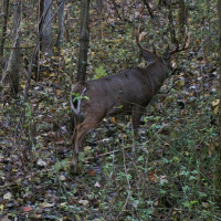 EP. 464: Mastering Your Hunt | When to Specialize  When to Expand