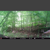EP. 249: Big Woods Mountain Bucks  Learning Livonia