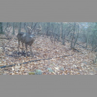 EP. 339: Buck Bedding  Building Analogs 