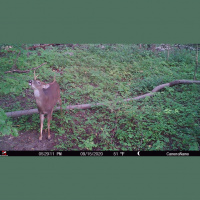Mock Scrapes, Primary Scrapes  Trail Camera Strategy