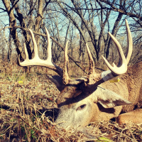 EP. 319: Dog Bitten, Twice Shy