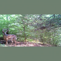 EP. 301: Relocating Summer Bucks  Chasing Changing Food Sources