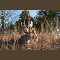 EP.456: Gear Helps, But Mindset Kills Bucks | Alex Chopp