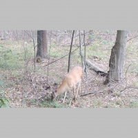 EP. 343: Summer Prep  B.S. Session | Bowhunting Fiend