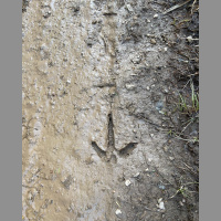 EP. 283: I Bet Big Bucks Live In That Swamp