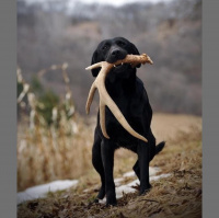 EP. 269: Mans Best Friend Helping You Become A Better Deerhunter