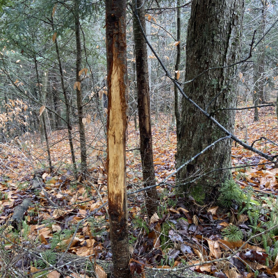 Truth From The Stand Deer Hunting Podcast