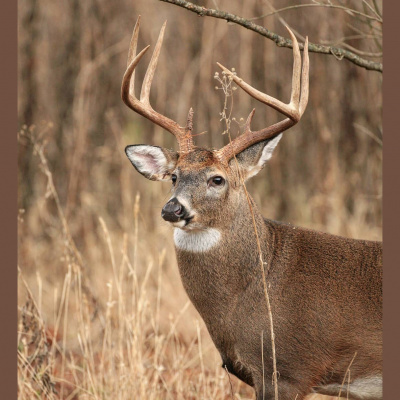 Truth From The Stand Deer Hunting Podcast