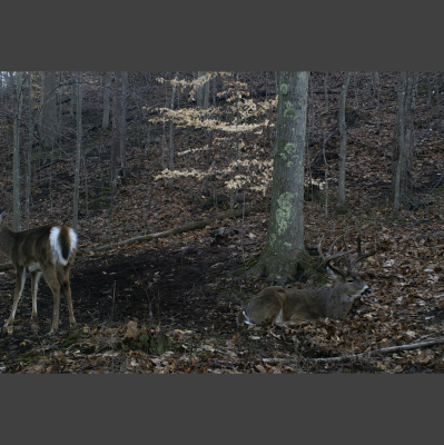 Truth From The Stand Deer Hunting Podcast