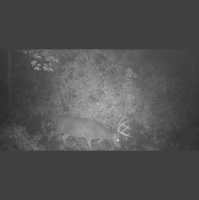 Truth From The Stand Deer Hunting Podcast