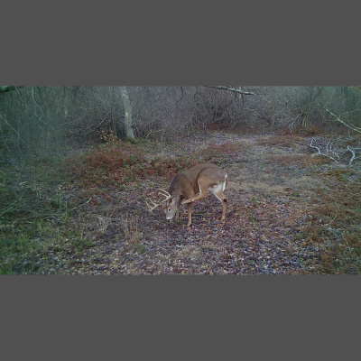 Truth From The Stand Deer Hunting Podcast