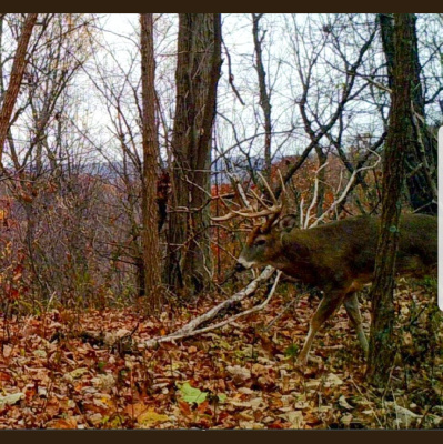 Truth From The Stand Deer Hunting Podcast