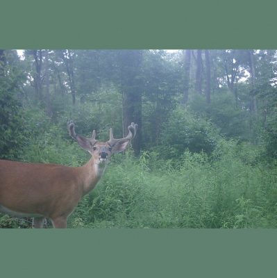 Truth From The Stand Deer Hunting Podcast