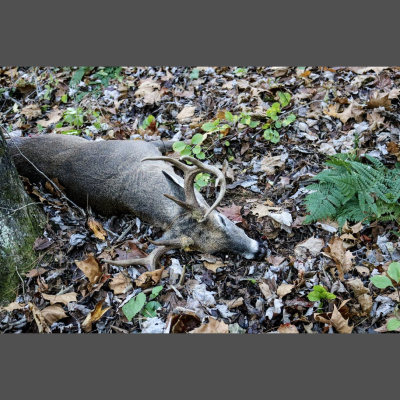 Truth From The Stand Deer Hunting Podcast