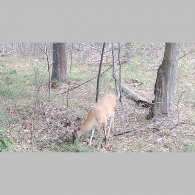 Truth From The Stand Deer Hunting Podcast