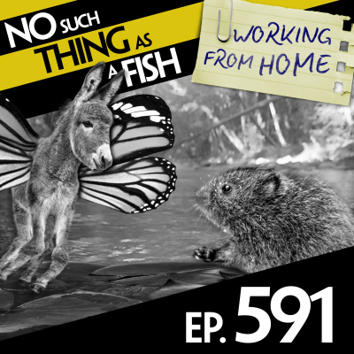 No Such Thing As A Fish