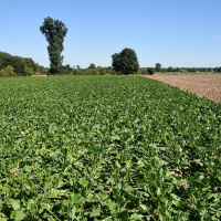 Audio: LU-Reportage Düngung und Pflanzenschutz