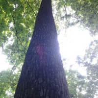 Deforming Torts and Conserving Nature