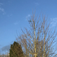 Arbre, Drone  Creations