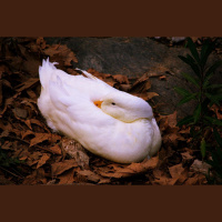 JUpgrade con Matías Aguirre