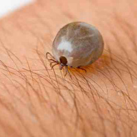 Borelioza, czyli UWAGA na kleszcze!