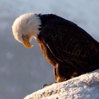 Its (Americas) birthday and well cry if we want to