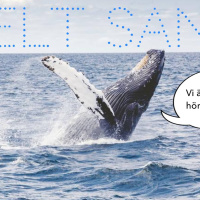 Störiga ljud och lättstötta blåvalar!