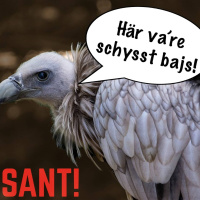 Gambajs och gammal is!