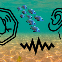 Sjungande sillvalar och bullriga havsdjup!