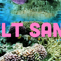 Trädgård i havet och knäpp husrobot!