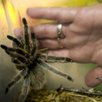 Så hanterar du din fobi