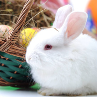 Katar avel e patradji?